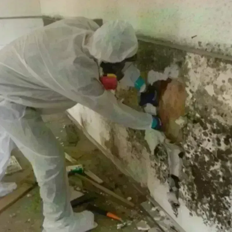 Mold Remediation and Removal in Cave Springs, AR